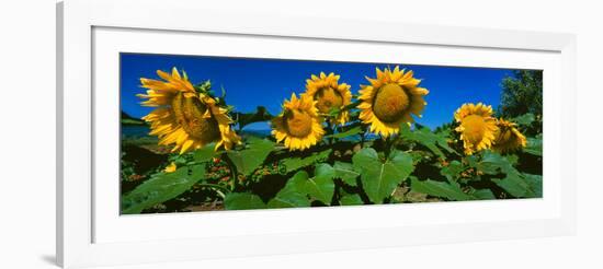Panache Starburst Sunflowers in a Field, Hood River, Oregon, USA-null-Framed Photographic Print
