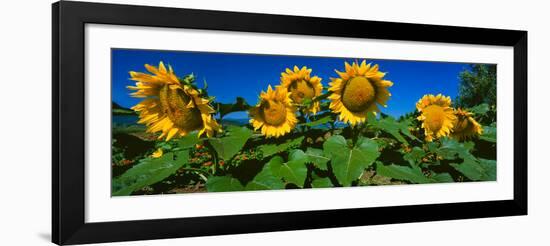 Panache Starburst Sunflowers in a Field, Hood River, Oregon, USA-null-Framed Photographic Print