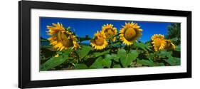 Panache Starburst Sunflowers in a Field, Hood River, Oregon, USA-null-Framed Photographic Print