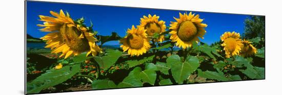 Panache Starburst Sunflowers in a Field, Hood River, Oregon, USA-null-Mounted Photographic Print