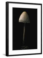 Panaeolus Sphinctrinus (Petticoat Mottlegill)-Paul Starosta-Framed Photographic Print