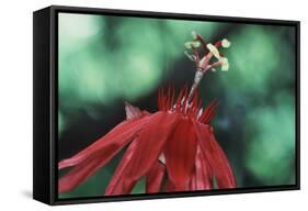 Panama, Barro Colorado Island, Close-Up of Red Passiflora Flower-Christian Ziegler-Framed Stretched Canvas