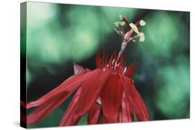 Panama, Barro Colorado Island, Close-Up of Red Passiflora Flower-Christian Ziegler-Stretched Canvas