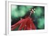 Panama, Barro Colorado Island, Close-Up of Red Passiflora Flower-Christian Ziegler-Framed Photographic Print