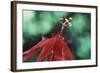 Panama, Barro Colorado Island, Close-Up of Red Passiflora Flower-Christian Ziegler-Framed Photographic Print