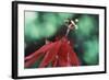 Panama, Barro Colorado Island, Close-Up of Red Passiflora Flower-Christian Ziegler-Framed Photographic Print