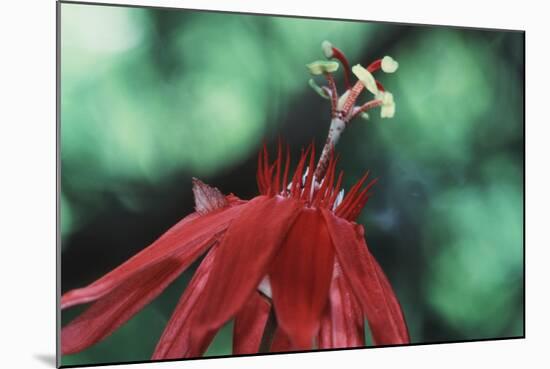 Panama, Barro Colorado Island, Close-Up of Red Passiflora Flower-Christian Ziegler-Mounted Photographic Print