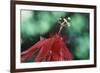 Panama, Barro Colorado Island, Close-Up of Red Passiflora Flower-Christian Ziegler-Framed Photographic Print