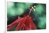 Panama, Barro Colorado Island, Close-Up of Red Passiflora Flower-Christian Ziegler-Framed Photographic Print