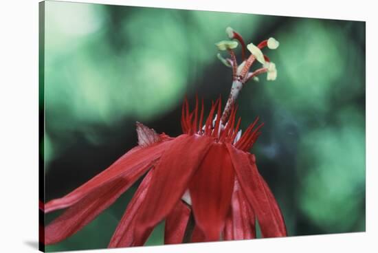 Panama, Barro Colorado Island, Close-Up of Red Passiflora Flower-Christian Ziegler-Stretched Canvas