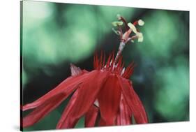 Panama, Barro Colorado Island, Close-Up of Red Passiflora Flower-Christian Ziegler-Stretched Canvas