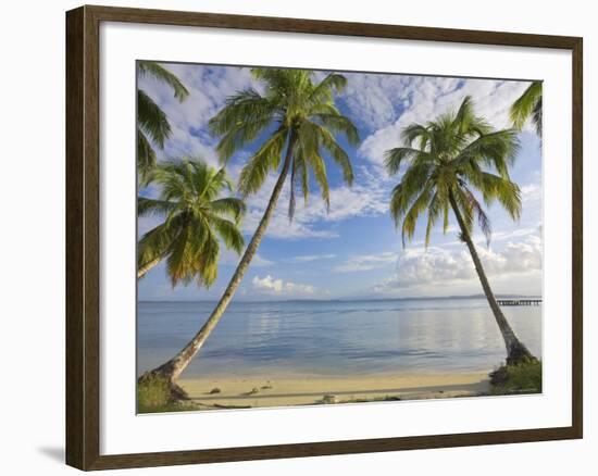 Panama, Bocas Del Toro Province, Carenero Island, Palm Trees and Beach-Jane Sweeney-Framed Photographic Print