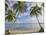 Panama, Bocas Del Toro Province, Carenero Island, Palm Trees and Beach-Jane Sweeney-Mounted Photographic Print