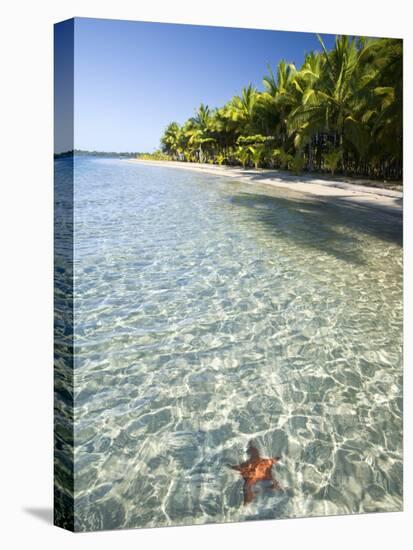 Panama, Bocas Del Toro Province, Colon Island Star Beach, Star Fish in Sea-Jane Sweeney-Stretched Canvas