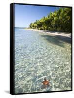 Panama, Bocas Del Toro Province, Colon Island Star Beach, Star Fish in Sea-Jane Sweeney-Framed Stretched Canvas