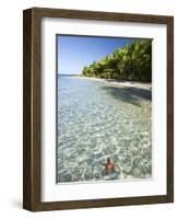 Panama, Bocas Del Toro Province, Colon Island Star Beach, Star Fish in Sea-Jane Sweeney-Framed Photographic Print