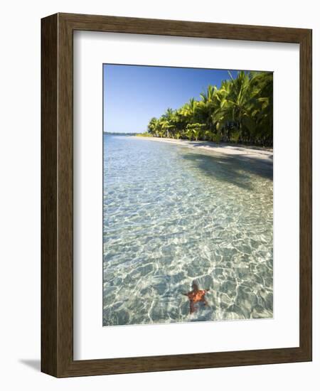 Panama, Bocas Del Toro Province, Colon Island Star Beach, Star Fish in Sea-Jane Sweeney-Framed Photographic Print