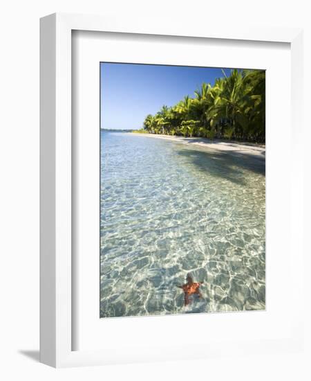 Panama, Bocas Del Toro Province, Colon Island Star Beach, Star Fish in Sea-Jane Sweeney-Framed Photographic Print