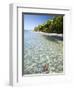 Panama, Bocas Del Toro Province, Colon Island Star Beach, Star Fish in Sea-Jane Sweeney-Framed Photographic Print