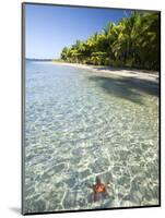 Panama, Bocas Del Toro Province, Colon Island Star Beach, Star Fish in Sea-Jane Sweeney-Mounted Photographic Print