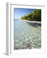 Panama, Bocas Del Toro Province, Colon Island Star Beach, Star Fish in Sea-Jane Sweeney-Framed Photographic Print