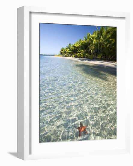 Panama, Bocas Del Toro Province, Colon Island Star Beach, Star Fish in Sea-Jane Sweeney-Framed Photographic Print