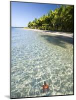 Panama, Bocas Del Toro Province, Colon Island Star Beach, Star Fish in Sea-Jane Sweeney-Mounted Photographic Print