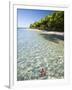 Panama, Bocas Del Toro Province, Colon Island Star Beach, Star Fish in Sea-Jane Sweeney-Framed Photographic Print