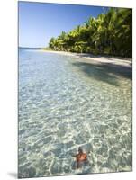 Panama, Bocas Del Toro Province, Colon Island Star Beach, Star Fish in Sea-Jane Sweeney-Mounted Photographic Print