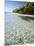 Panama, Bocas Del Toro Province, Colon Island Star Beach, Star Fish in Sea-Jane Sweeney-Mounted Photographic Print