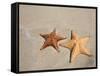 Panama, Bocas Del Toro Province, Colon Island Star Beach, Starfish-Jane Sweeney-Framed Stretched Canvas