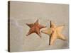 Panama, Bocas Del Toro Province, Colon Island Star Beach, Starfish-Jane Sweeney-Stretched Canvas