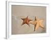 Panama, Bocas Del Toro Province, Colon Island Star Beach, Starfish-Jane Sweeney-Framed Photographic Print