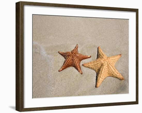 Panama, Bocas Del Toro Province, Colon Island Star Beach, Starfish-Jane Sweeney-Framed Photographic Print
