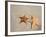 Panama, Bocas Del Toro Province, Colon Island Star Beach, Starfish-Jane Sweeney-Framed Photographic Print