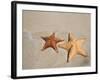 Panama, Bocas Del Toro Province, Colon Island Star Beach, Starfish-Jane Sweeney-Framed Photographic Print