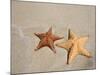 Panama, Bocas Del Toro Province, Colon Island Star Beach, Starfish-Jane Sweeney-Mounted Photographic Print