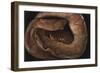 Panama, Central Panama, Barro Colorado Island, Annulated Tree Boas-Christian Ziegler-Framed Photographic Print