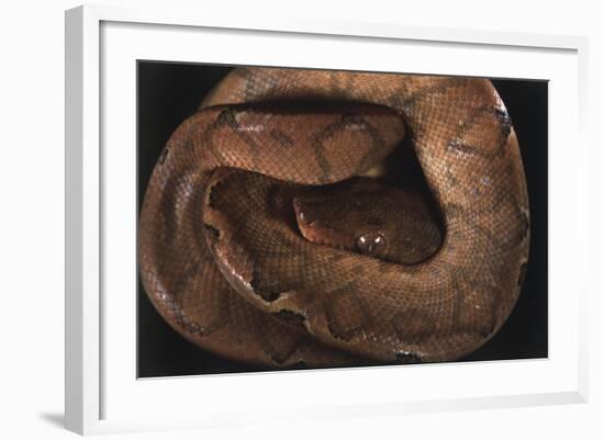 Panama, Central Panama, Barro Colorado Island, Annulated Tree Boas-Christian Ziegler-Framed Photographic Print