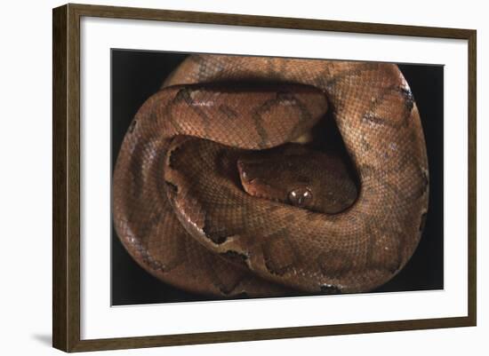 Panama, Central Panama, Barro Colorado Island, Annulated Tree Boas-Christian Ziegler-Framed Photographic Print