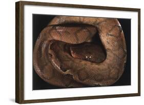 Panama, Central Panama, Barro Colorado Island, Annulated Tree Boas-Christian Ziegler-Framed Photographic Print