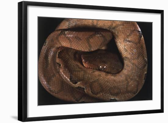 Panama, Central Panama, Barro Colorado Island, Annulated Tree Boas-Christian Ziegler-Framed Photographic Print