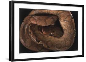 Panama, Central Panama, Barro Colorado Island, Annulated Tree Boas-Christian Ziegler-Framed Photographic Print