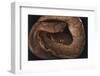 Panama, Central Panama, Barro Colorado Island, Annulated Tree Boas-Christian Ziegler-Framed Photographic Print