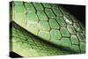Panama, Central Panama, Barro Colorado Island, Green Parrot Snake-Christian Ziegler-Stretched Canvas
