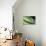 Panama, Central Panama, Barro Colorado Island, Green Parrot Snake-Christian Ziegler-Photographic Print displayed on a wall