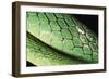 Panama, Central Panama, Barro Colorado Island, Green Parrot Snake-Christian Ziegler-Framed Photographic Print