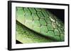 Panama, Central Panama, Barro Colorado Island, Green Parrot Snake-Christian Ziegler-Framed Photographic Print