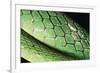 Panama, Central Panama, Barro Colorado Island, Green Parrot Snake-Christian Ziegler-Framed Photographic Print