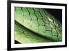 Panama, Central Panama, Barro Colorado Island, Green Parrot Snake-Christian Ziegler-Framed Photographic Print